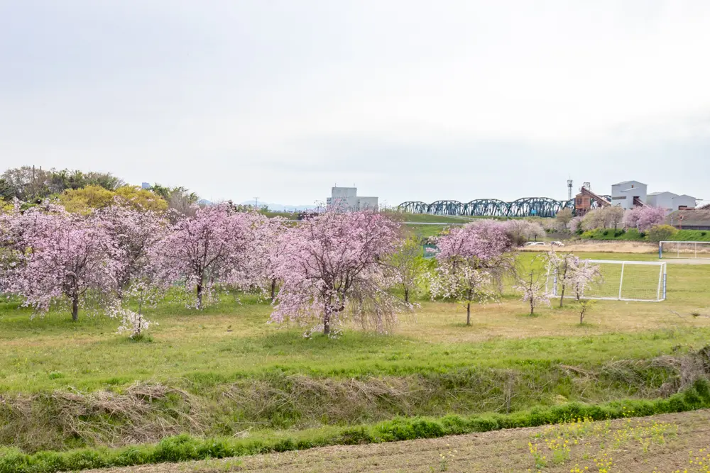 糸貫川グランド（しだれ桜）岐阜県瑞穂市の観光・撮影スポットの名所