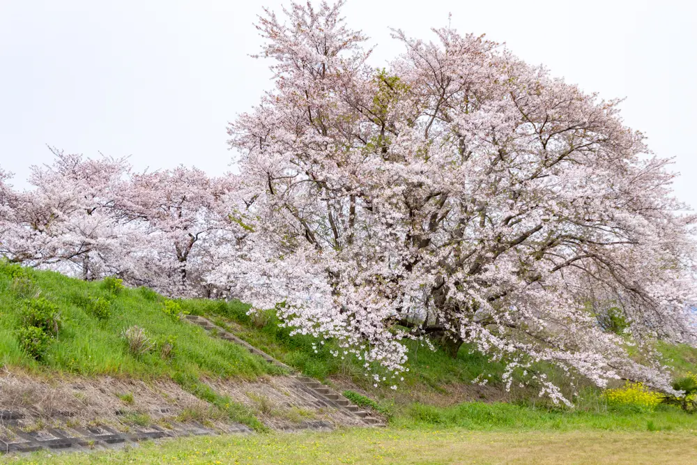 糸貫川グランド（しだれ桜）岐阜県瑞穂市の観光・撮影スポットの名所