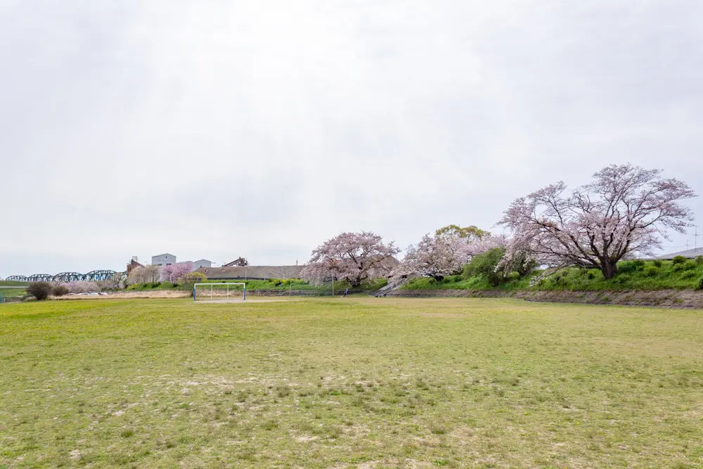 糸貫川グランド（しだれ桜）岐阜県瑞穂市の観光・撮影スポットの名所