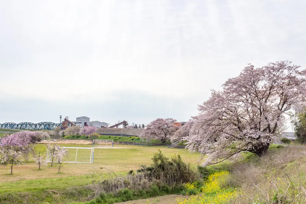 糸貫川グランド（しだれ桜）岐阜県瑞穂市の観光・撮影スポットの名所