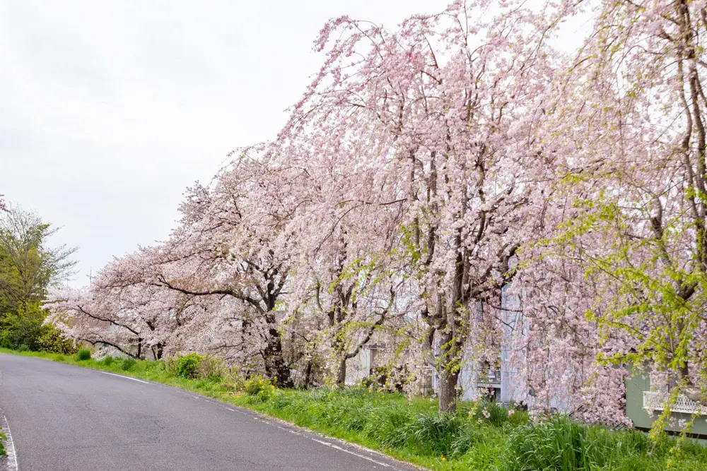 いにしえの桜　岐阜県瑞穂市 糸貫川グランド（しだれ桜）岐阜県瑞穂市の観光・撮影スポットの名所
