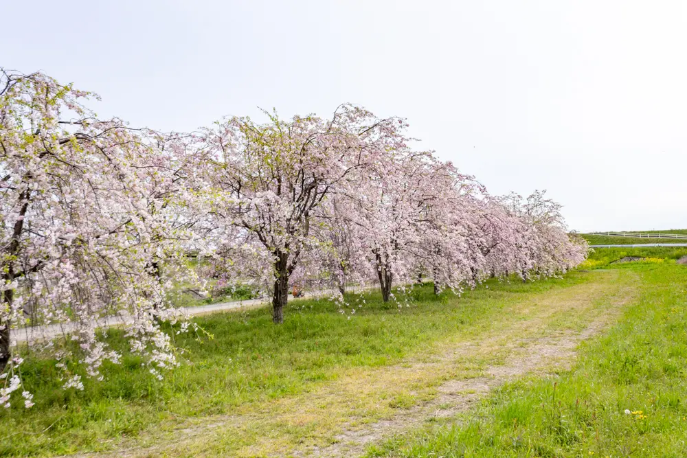 糸貫川グランド（しだれ桜）岐阜県瑞穂市の観光・撮影スポットの名所