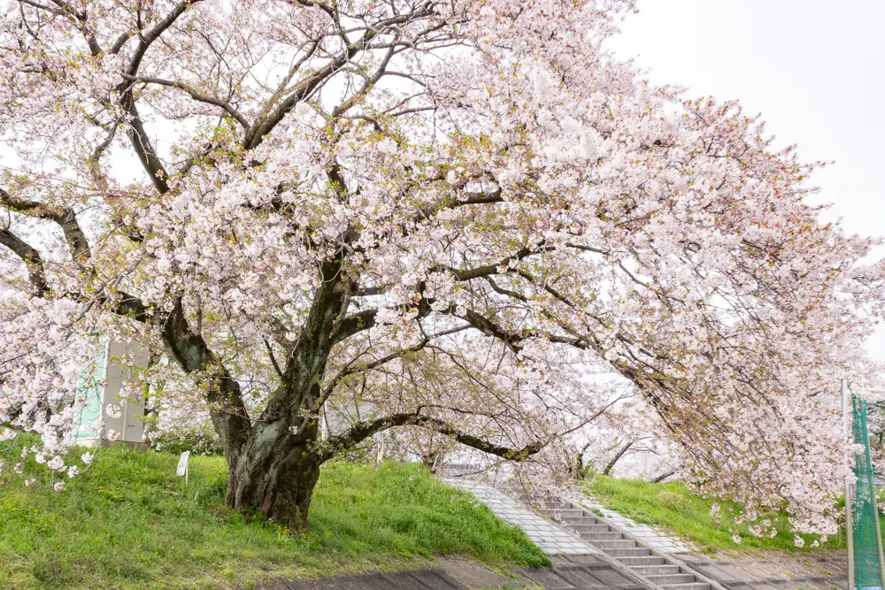 糸貫川グランド（しだれ桜）岐阜県瑞穂市の観光・撮影スポットの名所