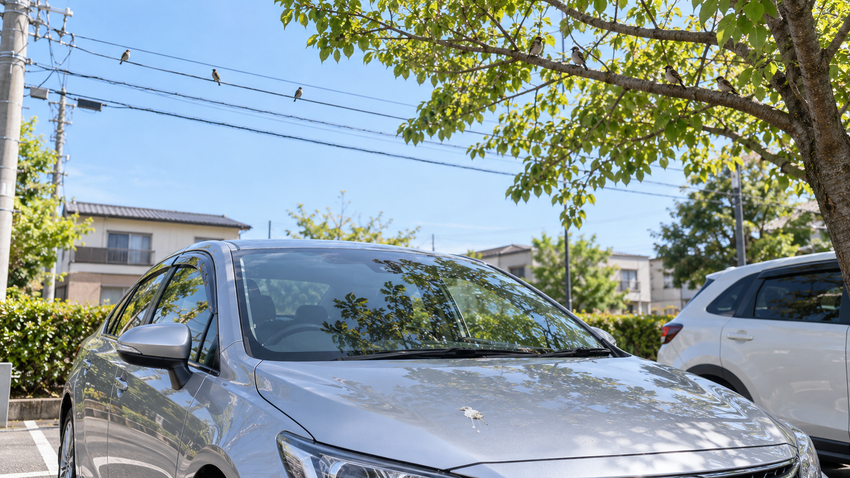 木の枝や電線に鳥が止まり、その下に駐車した車のボンネットに鳥のフンが付いている様子