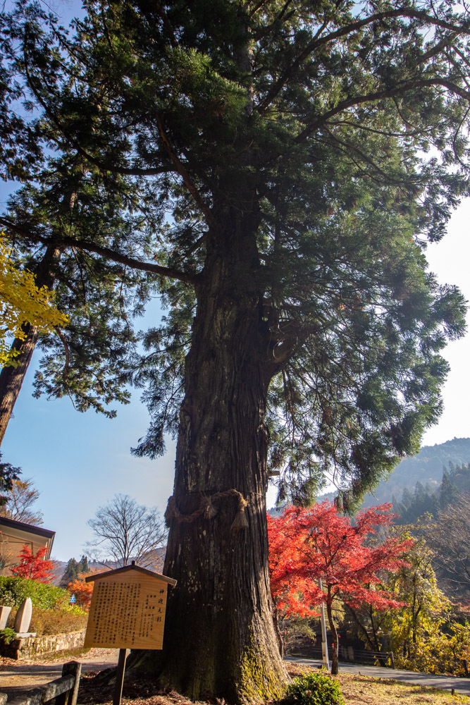 獅子の寝床杉、樹齢500年 、樹齢800年の木、11月秋、岐阜県郡上市の観光・撮影スポットの名所