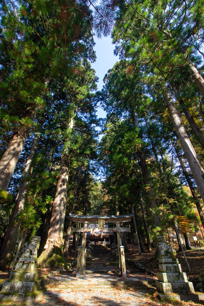 明建神社、樹齢500年 、樹齢800年の木、11月秋、岐阜県郡上市の観光・撮影スポットの名所