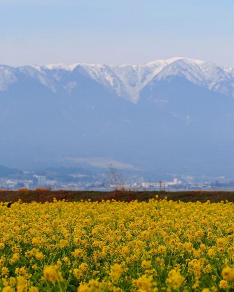 第１なぎさ公園 菜の花 滋賀県守山市の観光 撮影スポットの名所 東海カメラマップ