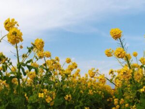 第1なぎさ公園、菜の花、春の花、1月冬、滋賀県守山市の観光・撮影スポットの名所