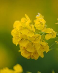 第1なぎさ公園、菜の花、春の花、1月冬、滋賀県守山市の観光・撮影スポットの名所