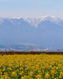 第1なぎさ公園、菜の花、春の花、1月冬、滋賀県守山市の観光・撮影スポットの名所