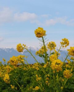 第1なぎさ公園、菜の花、春の花、1月冬、滋賀県守山市の観光・撮影スポットの名所