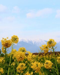 第1なぎさ公園、菜の花、春の花、1月冬、滋賀県守山市の観光・撮影スポットの名所