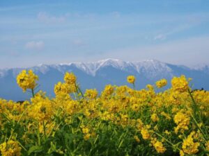 第1なぎさ公園、菜の花、春の花、1月冬、滋賀県守山市の観光・撮影スポットの名所