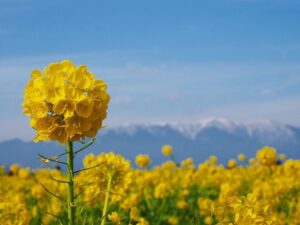 第1なぎさ公園、菜の花、春の花、1月冬、滋賀県守山市の観光・撮影スポットの名所