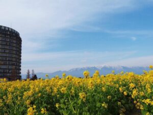 第1なぎさ公園、菜の花、春の花、1月冬、滋賀県守山市の観光・撮影スポットの名所