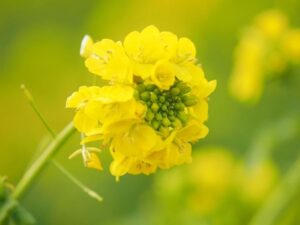第1なぎさ公園、菜の花、春の花、1月冬、滋賀県守山市の観光・撮影スポットの名所