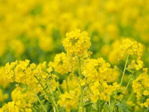 第1なぎさ公園、菜の花、春の花、1月冬、滋賀県守山市の観光・撮影スポットの名所