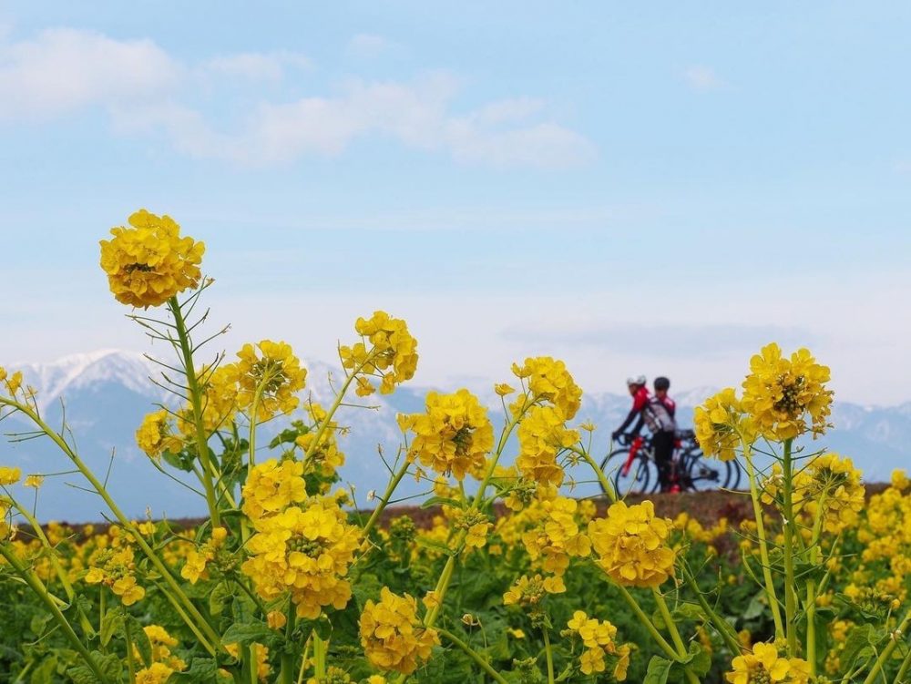 第1なぎさ公園、菜の花、春の花、1月冬、滋賀県守山市の観光・撮影スポットの名所