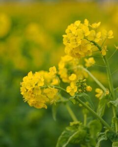 第1なぎさ公園、菜の花、春の花、1月冬、滋賀県守山市の観光・撮影スポットの名所
