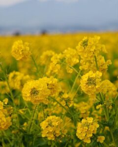 第1なぎさ公園、菜の花、春の花、1月冬、滋賀県守山市の観光・撮影スポットの名所