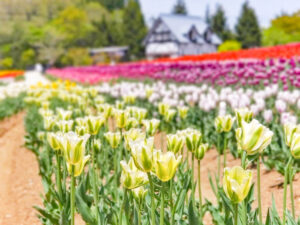 牧歌の里、チューリップ、5月夏の花、岐阜県郡上市の観光・撮影スポットの名所