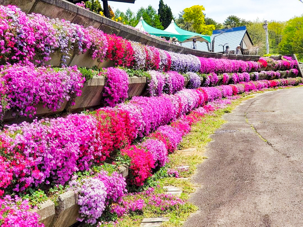 牧歌の里、5月夏の花、岐阜県郡上市の観光・撮影スポットの名所