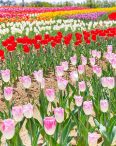 牧歌の里、チューリップ、5月夏の花、岐阜県郡上市の観光・撮影スポットの名所