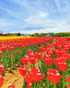 牧歌の里、チューリップ、5月夏の花、岐阜県郡上市の観光・撮影スポットの名所