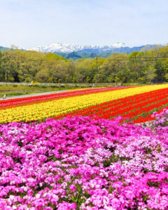 牧歌の里、チューリップ、5月夏の花、岐阜県郡上市の観光・撮影スポットの名所