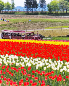 牧歌の里、チューリップ、5月夏の花、岐阜県郡上市の観光・撮影スポットの名所