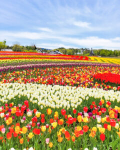 牧歌の里、チューリップ、5月夏の花、岐阜県郡上市の観光・撮影スポットの名所
