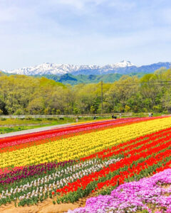 牧歌の里、チューリップ、5月夏の花、岐阜県郡上市の観光・撮影スポットの名所
