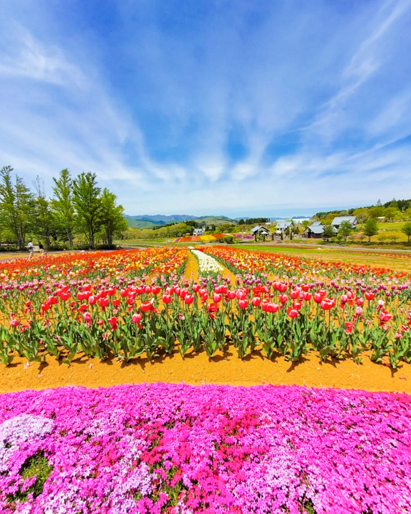 牧歌の里、チューリップ、5月夏の花、岐阜県郡上市の観光・撮影スポットの名所