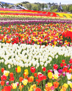 牧歌の里、チューリップ、5月夏の花、岐阜県郡上市の観光・撮影スポットの名所