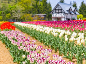 牧歌の里、チューリップ、5月夏の花、岐阜県郡上市の観光・撮影スポットの名所