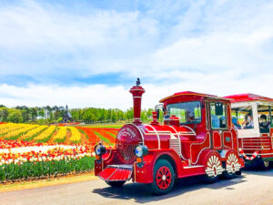 牧歌の里、チューリップ、5月夏の花、岐阜県郡上市の観光・撮影スポットの名所