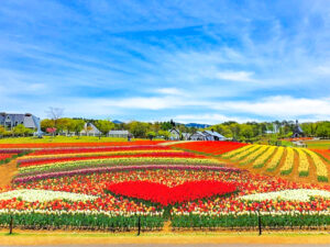 牧歌の里、チューリップ、5月夏の花、岐阜県郡上市の観光・撮影スポットの名所