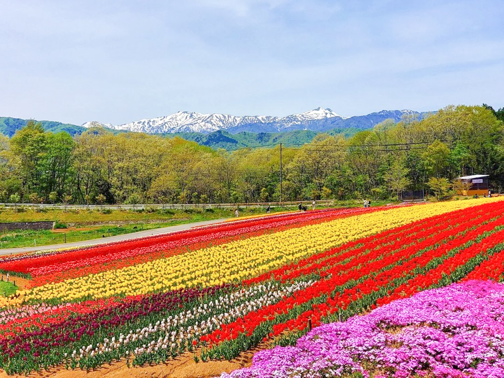 牧歌の里、チューリップ、5月夏の花、岐阜県郡上市の観光・撮影スポットの名所