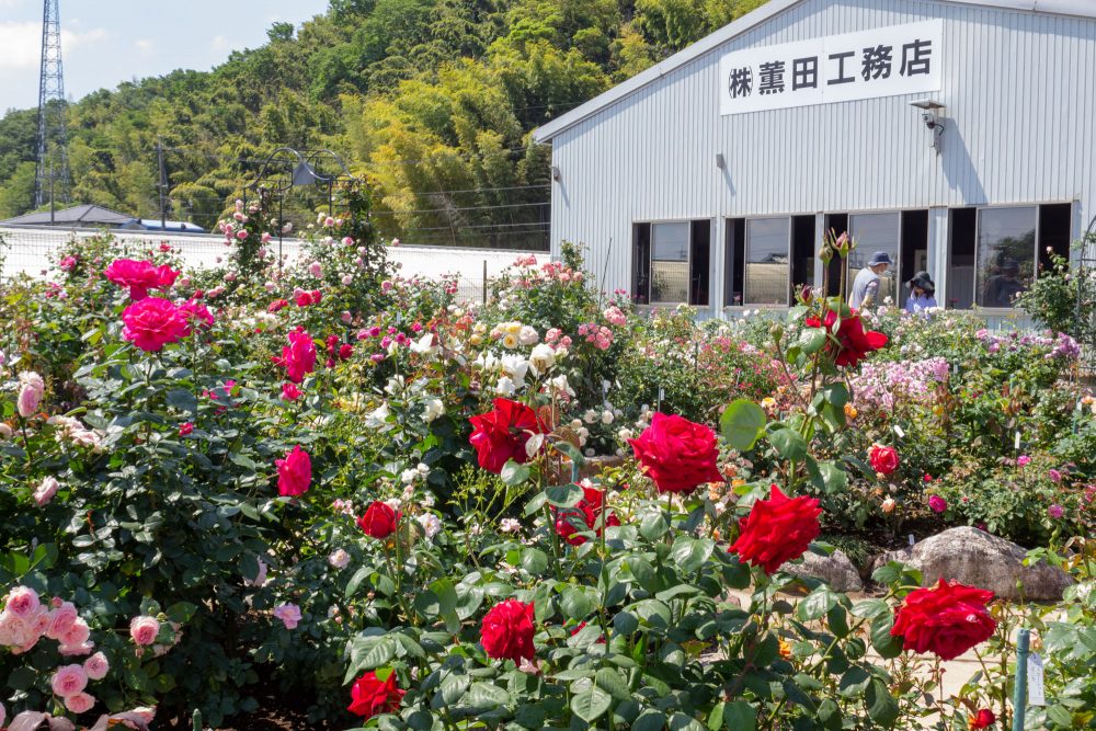 薫風バラ園、5月の夏の花、三重県桑名市の観光・撮影スポットの名所