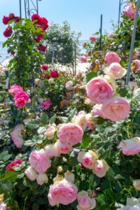 薫風バラ園、5月の夏の花、三重県桑名市の観光・撮影スポットの名所
