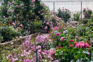 薫風バラ園、5月の夏の花、三重県桑名市の観光・撮影スポットの名所