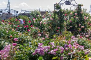 薫風バラ園、5月の夏の花、三重県桑名市の観光・撮影スポットの名所