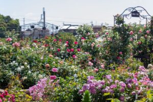 薫風バラ園、5月の夏の花、三重県桑名市の観光・撮影スポットの名所
