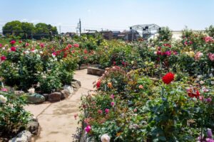 薫風バラ園、5月の夏の花、三重県桑名市の観光・撮影スポットの名所