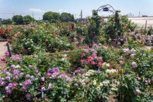 薫風バラ園、5月の夏の花、三重県桑名市の観光・撮影スポットの名所