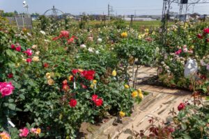 薫風バラ園、5月の夏の花、三重県桑名市の観光・撮影スポットの名所