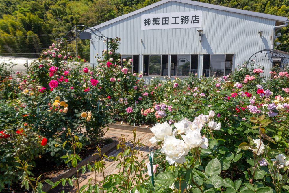 薫風バラ園、5月の夏の花、三重県桑名市の観光・撮影スポットの名所