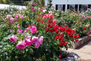 薫風バラ園、5月の夏の花、三重県桑名市の観光・撮影スポットの名所