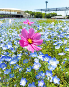 なばなの里、ネモフィラ、4月夏の花、三重県桑名市の観光・撮影スポットの名所