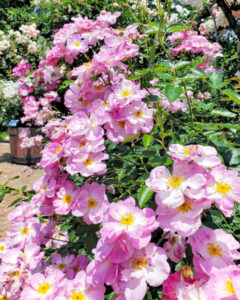 なばなの里、バラ、5月夏の花、三重県桑名市の観光・撮影スポットの名所